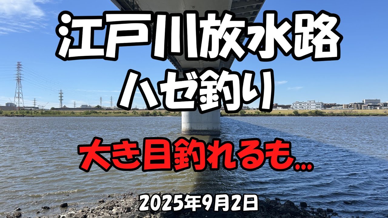 【釣り】江戸川放水路ハゼ釣り（2025年9月2日）