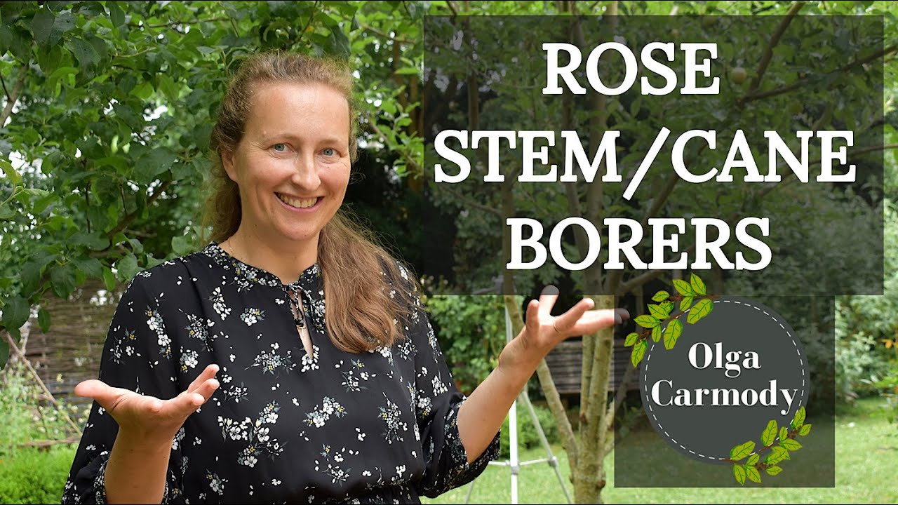 Protect Your Roses: The Ultimate Guide to Conquering Stem Borers