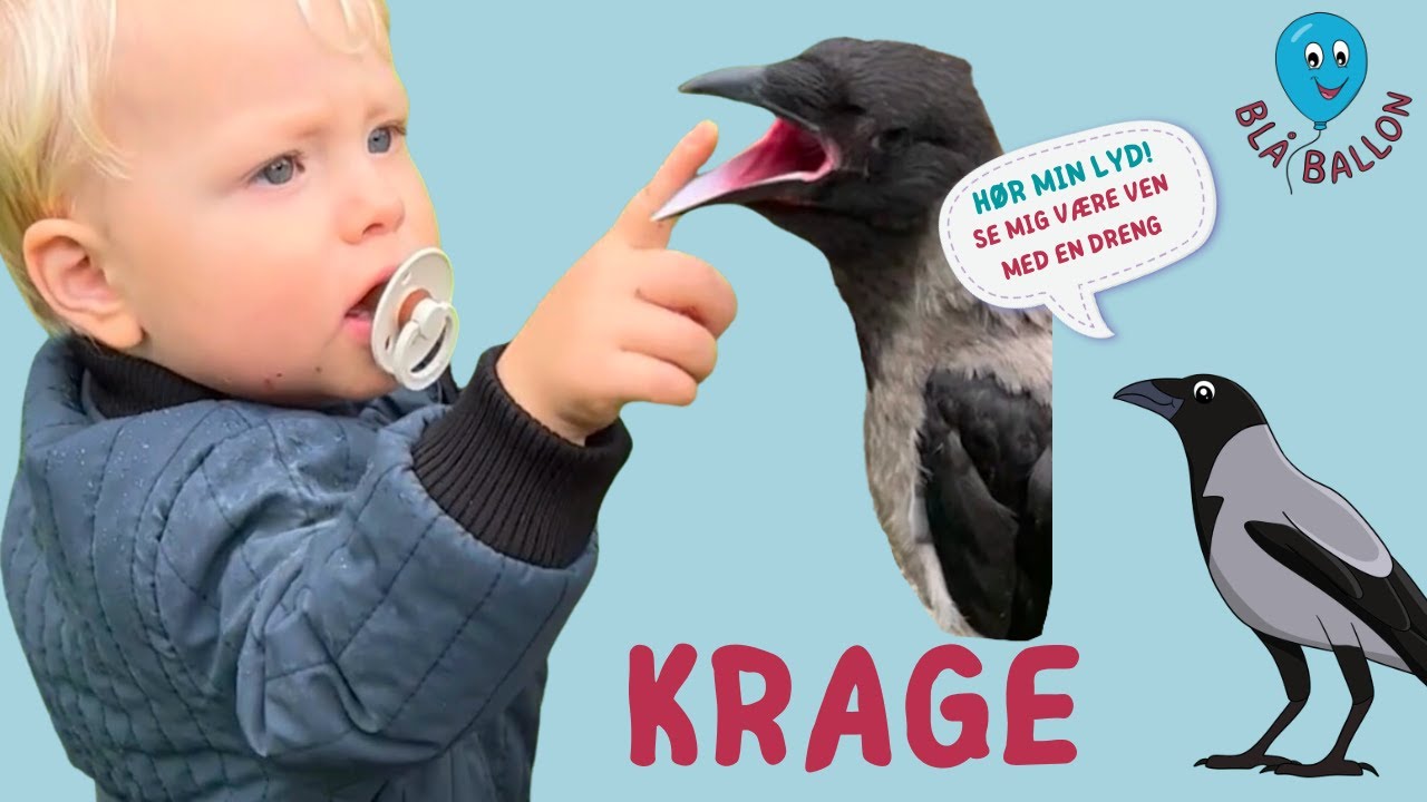 Krage. Hør kragens lyd. Se et sødt venskab mellem en dreng og en krage. Se dem lege og køre scooter.