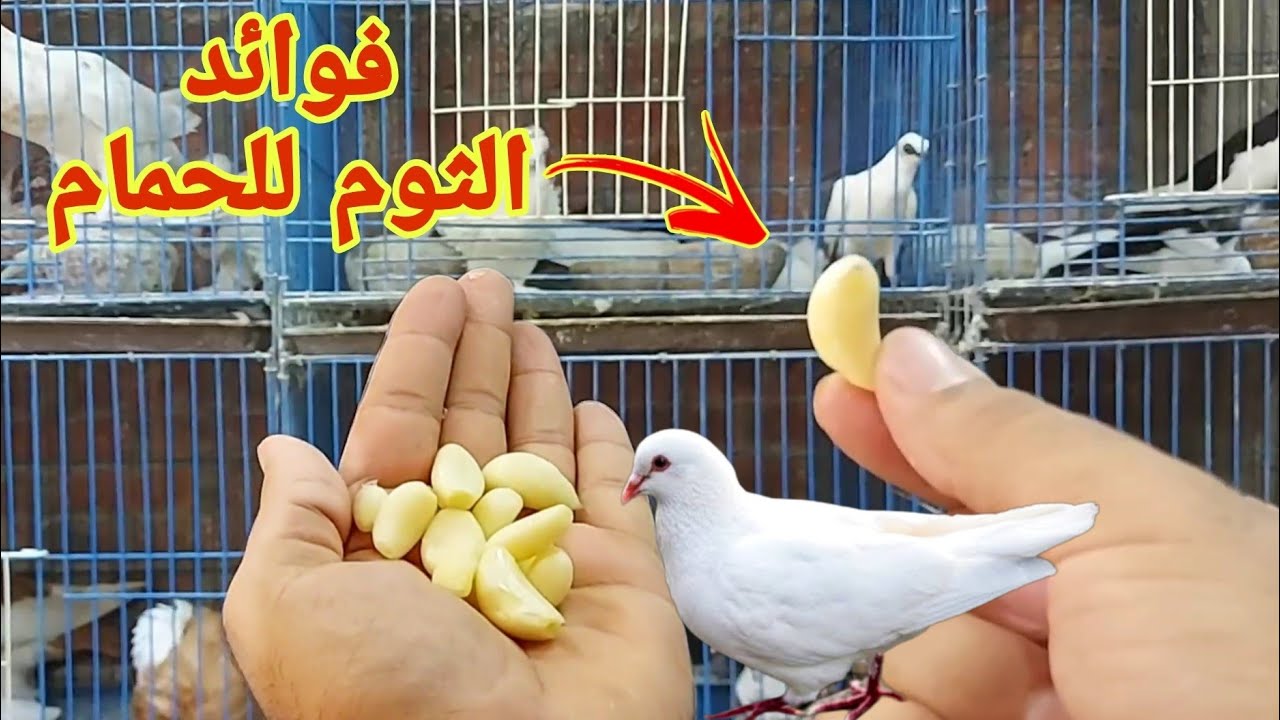 فوائد الثوم للحمام والطيور | والطريقة الصحيحه لاستخدامه