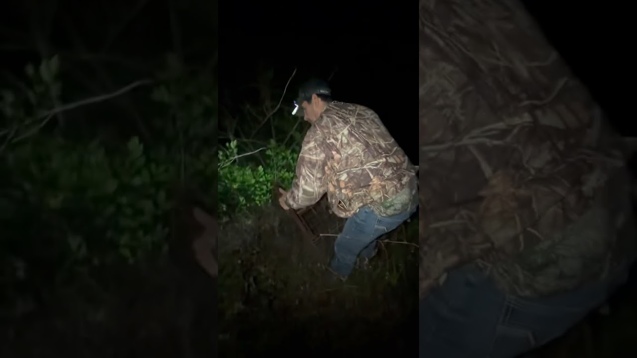 Hog trapping / Atrapando marranos salvajes 
