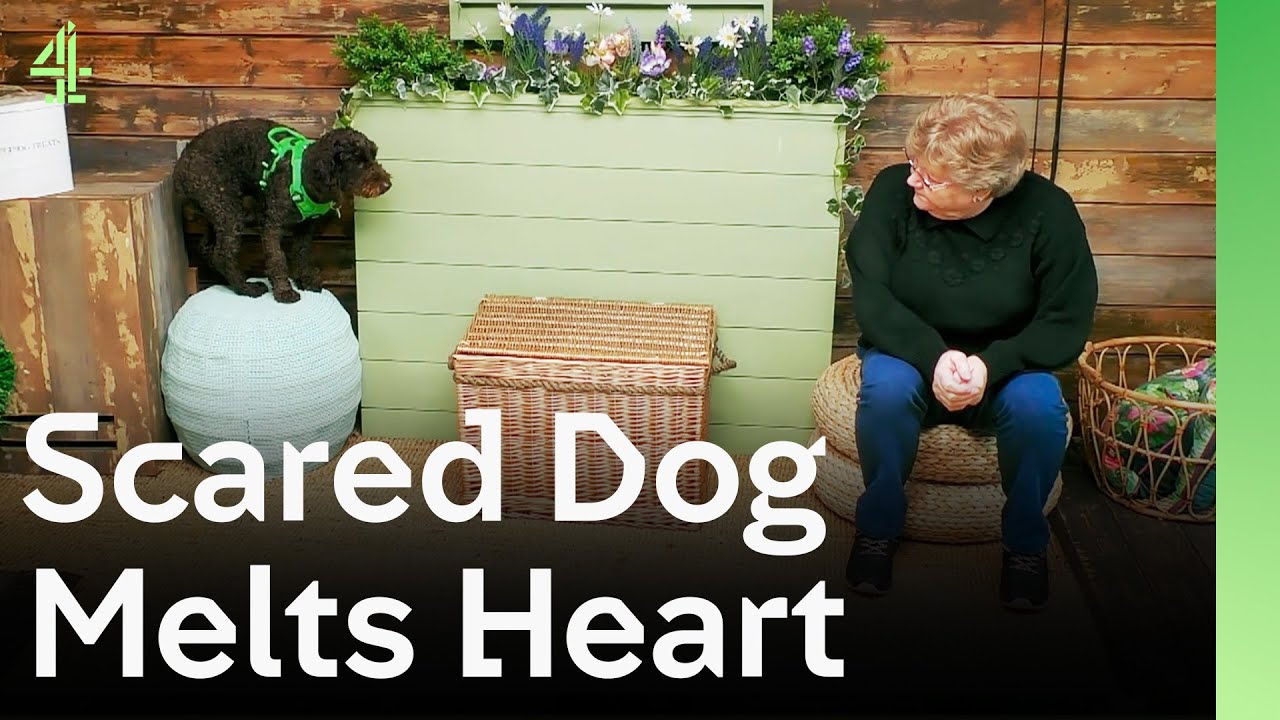 Scared Dogs Melt Recuers Hearts | The Dog House 🐶