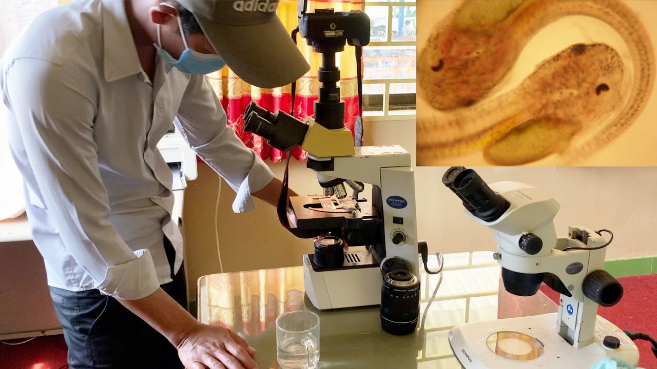 Baby African Catfish With Microscope