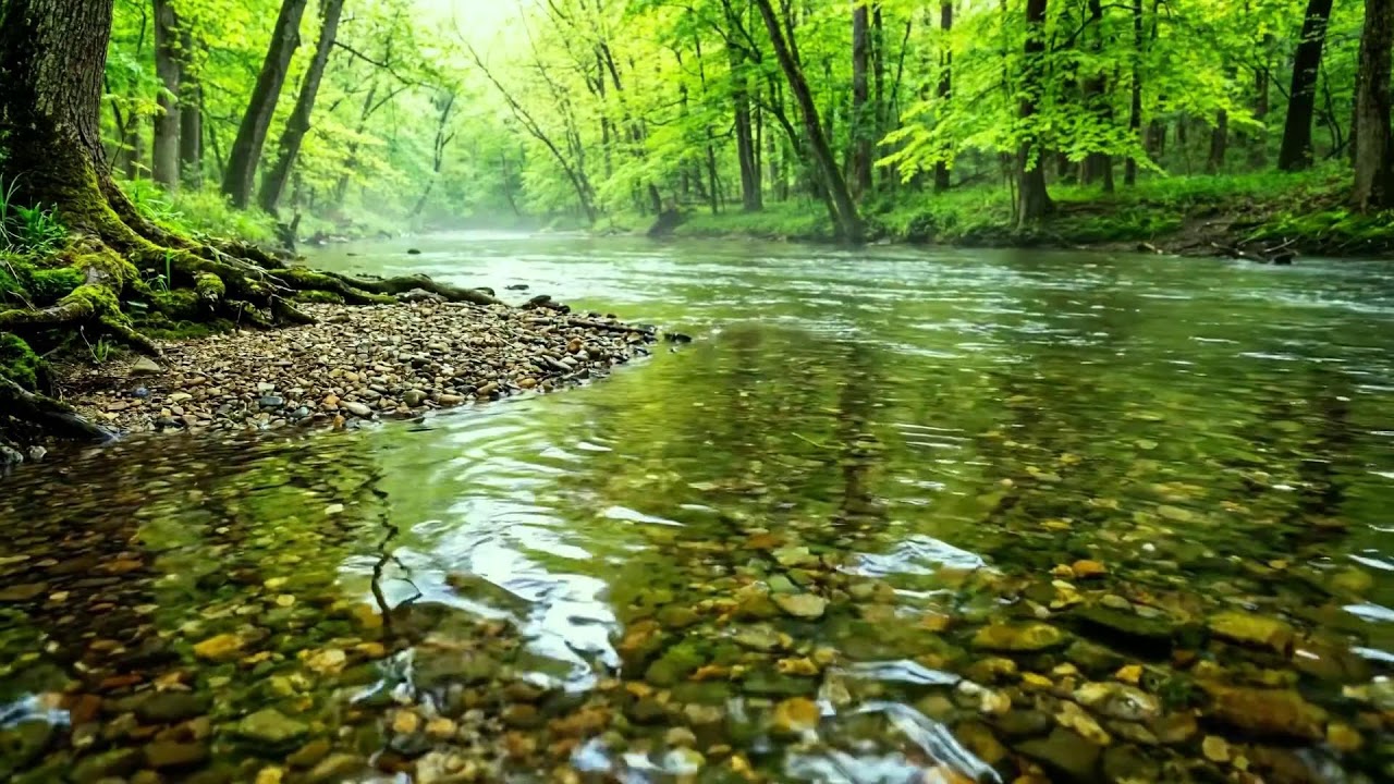 Healing the Soul with Gentle Forest Stream and Birdsong, Ten Hours of White Water Noise for Calm