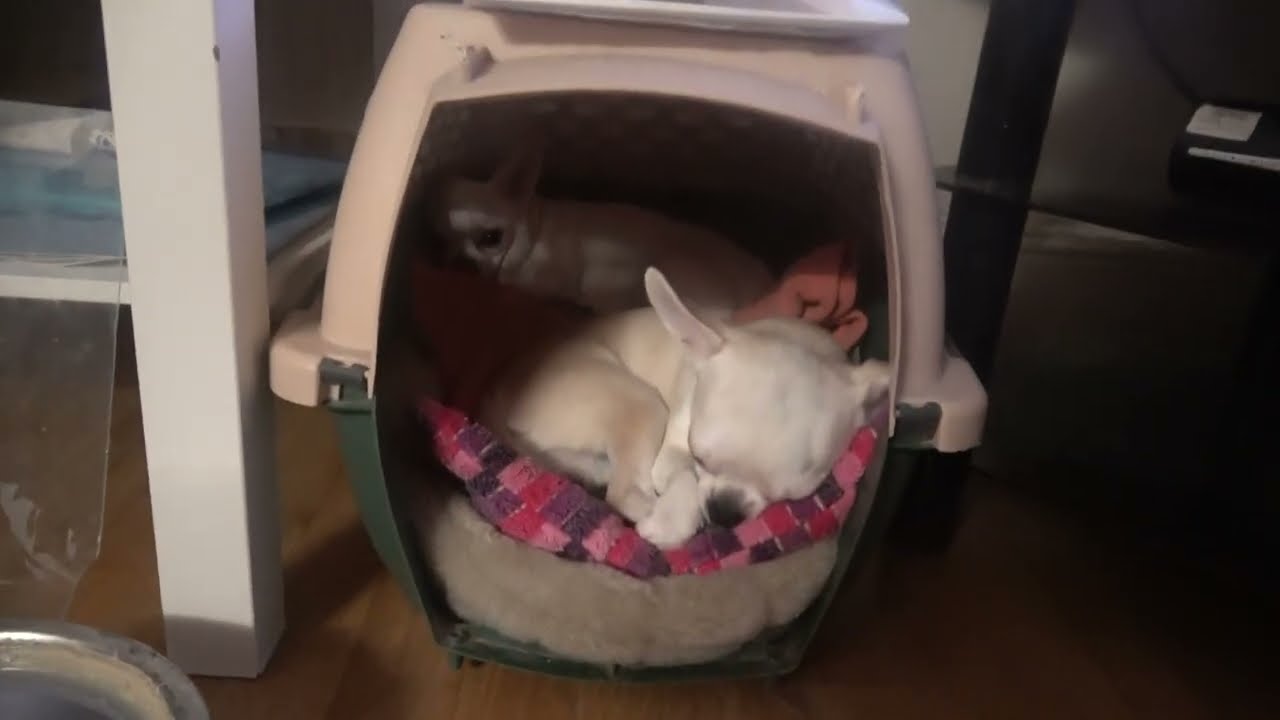 Jerry and Munna (Lulu and Jem): Relaxing, after a very long and tiring day, just before our Bedtime.