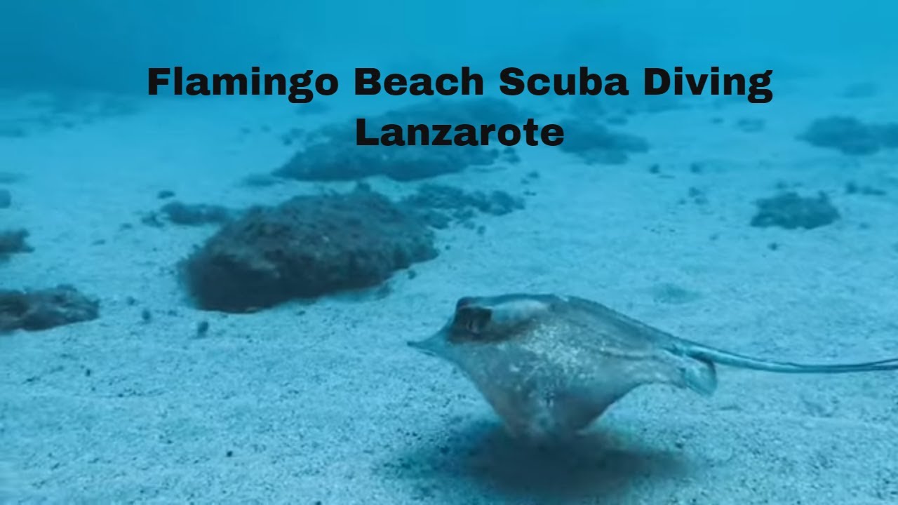Exploring The Depths: Second scuba dive With Daivoon Dive centre At Flamingo Beach, Lanzarote