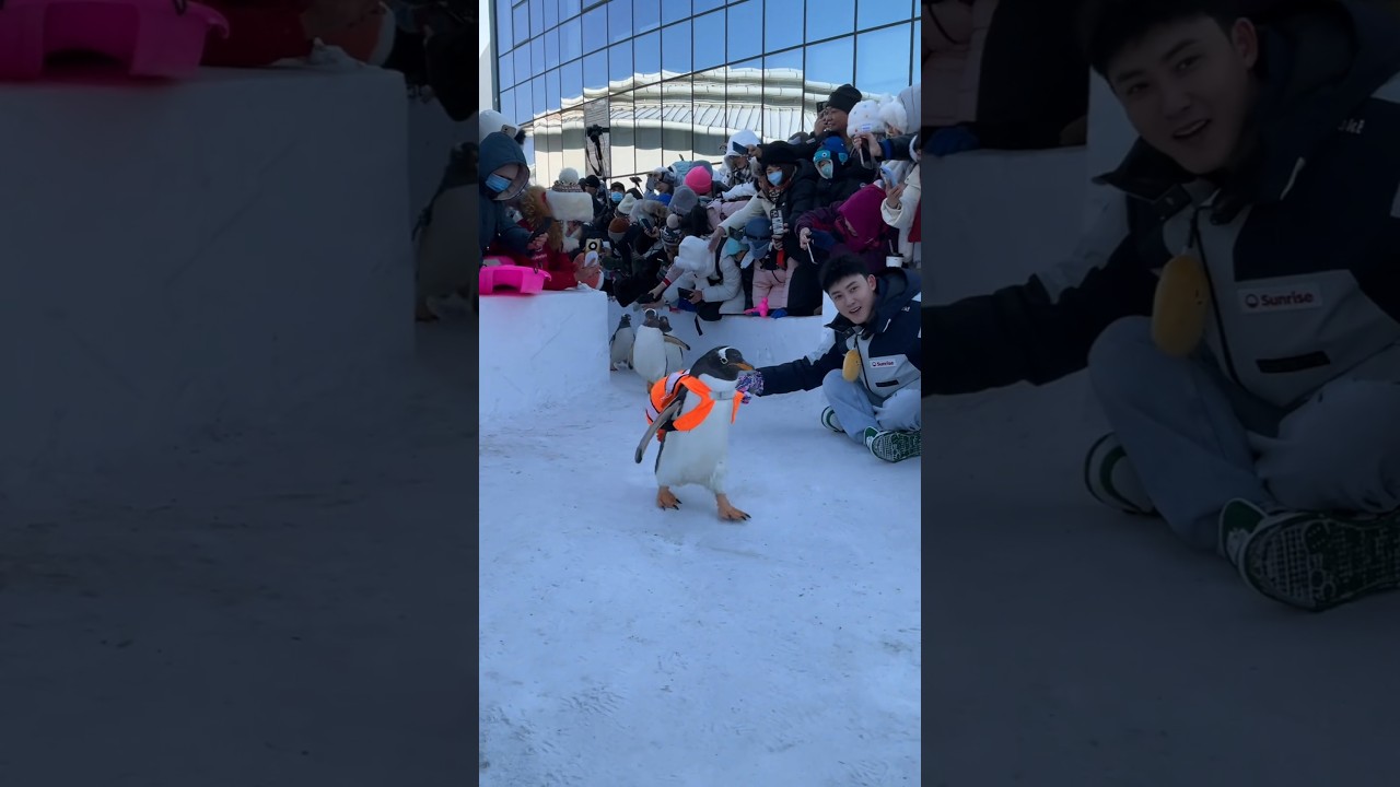 🐧Penguin parade in zoo #shorts #facts #woodcrafts #animals #penguin #zoo #factfiesta #story #funny