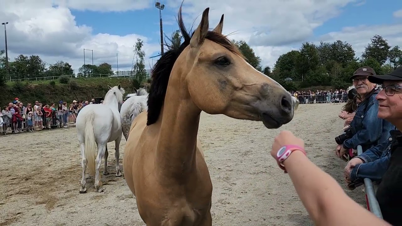 Fete du cheval - Le Faouet 2023