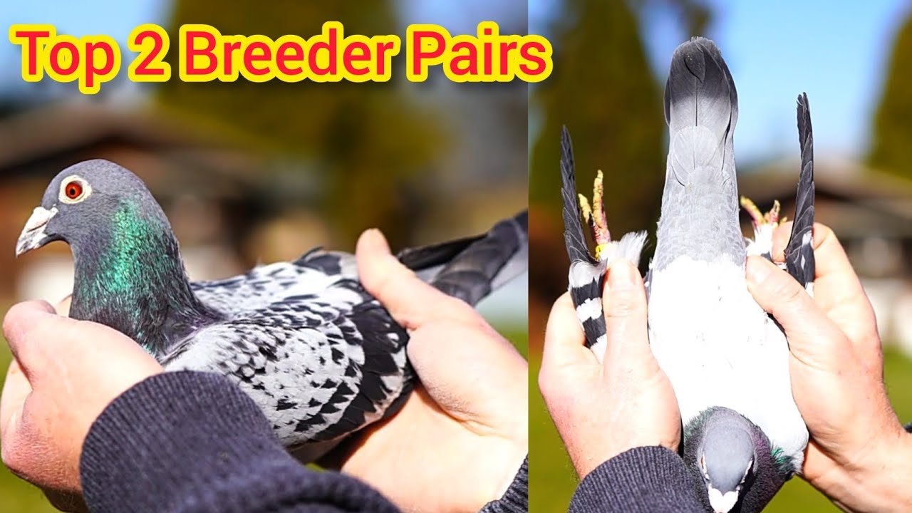 Top 2 performer breeder Racing Pigeons of Freialdenhofen