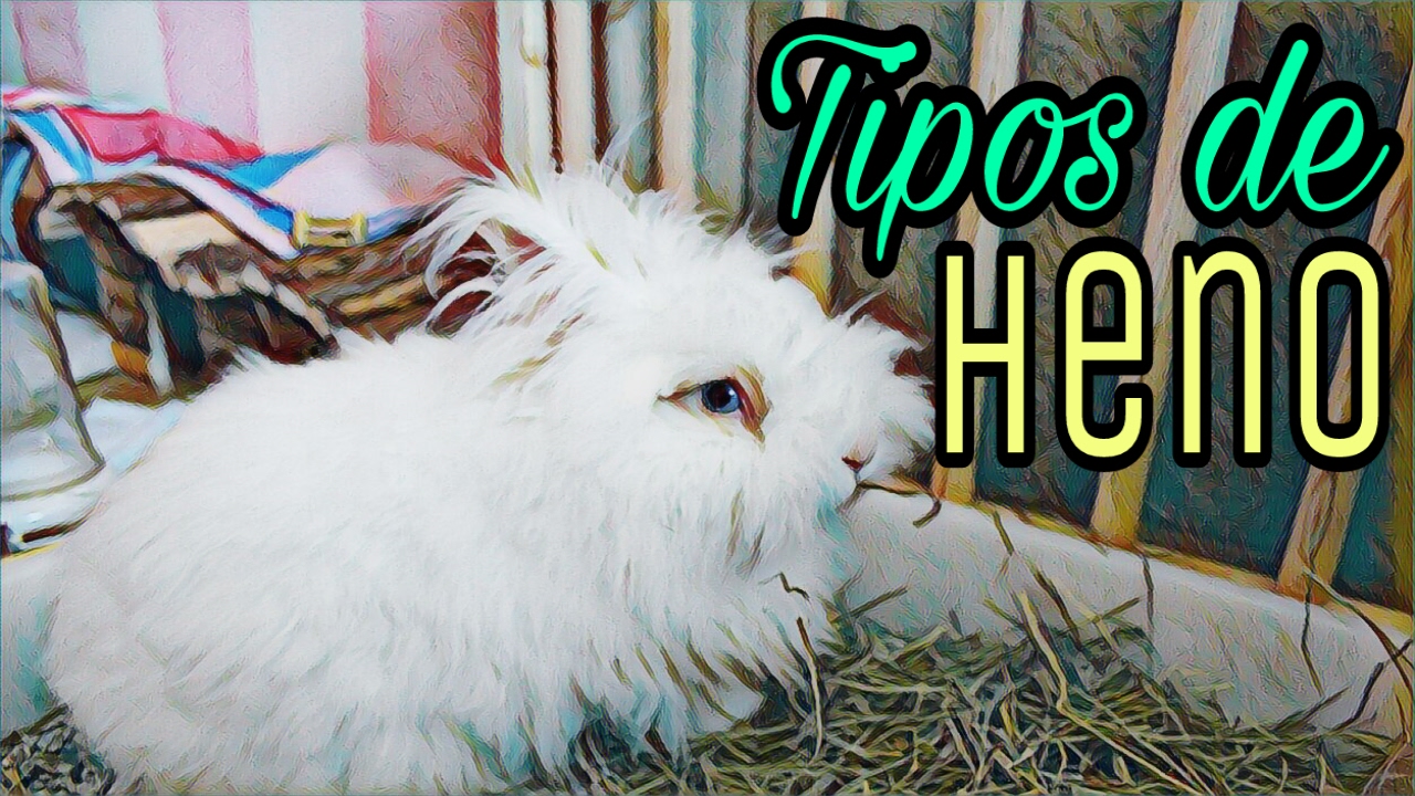 TIPOS de HENO para CONEJOS - ¿QUE HENO ES MEJOR?
