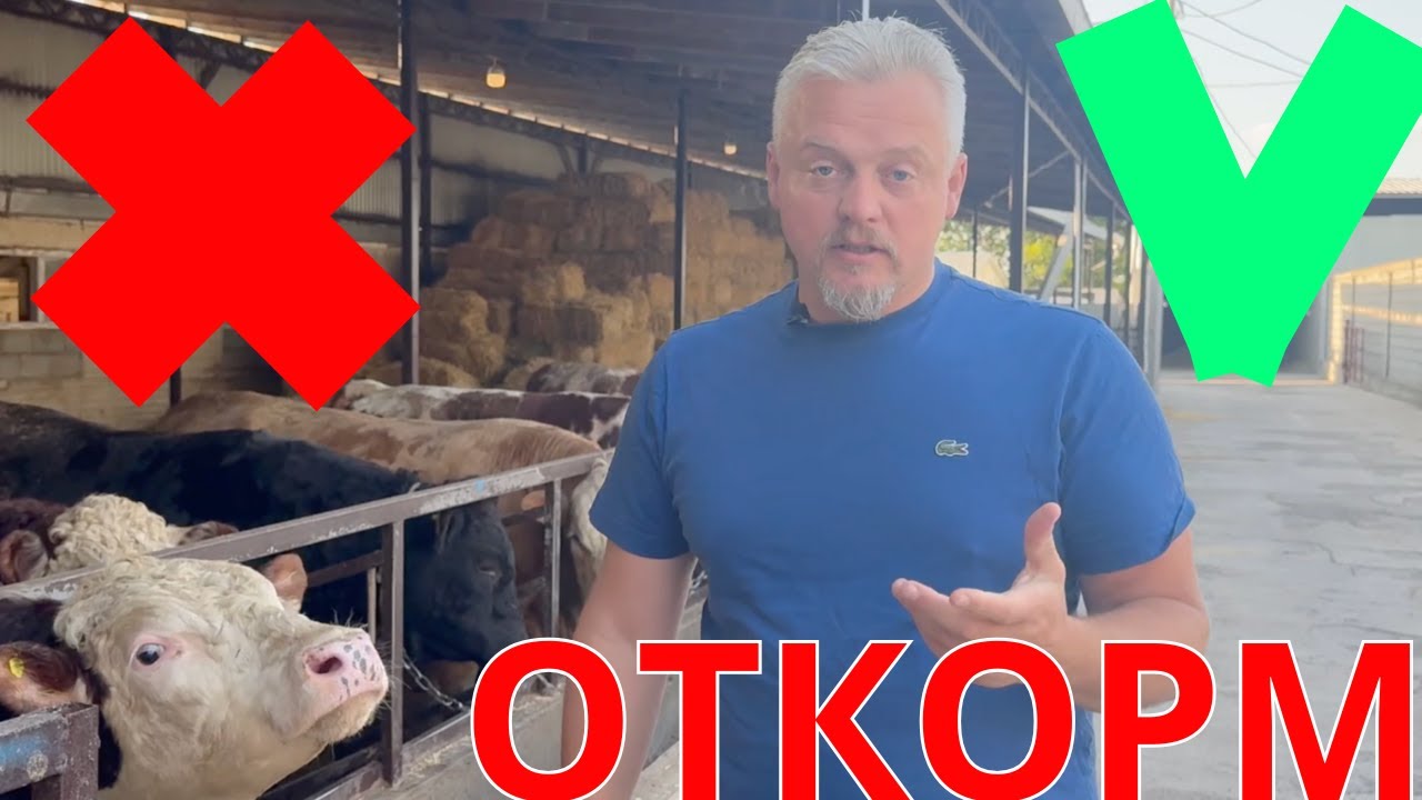 5 банальных ошибок при откорме быков которые совершают многие!