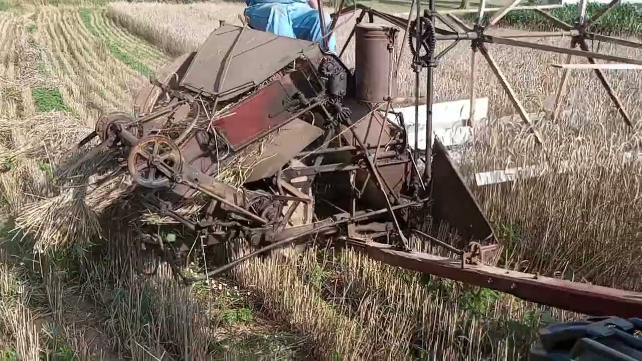 Binding and Threshing Wheat