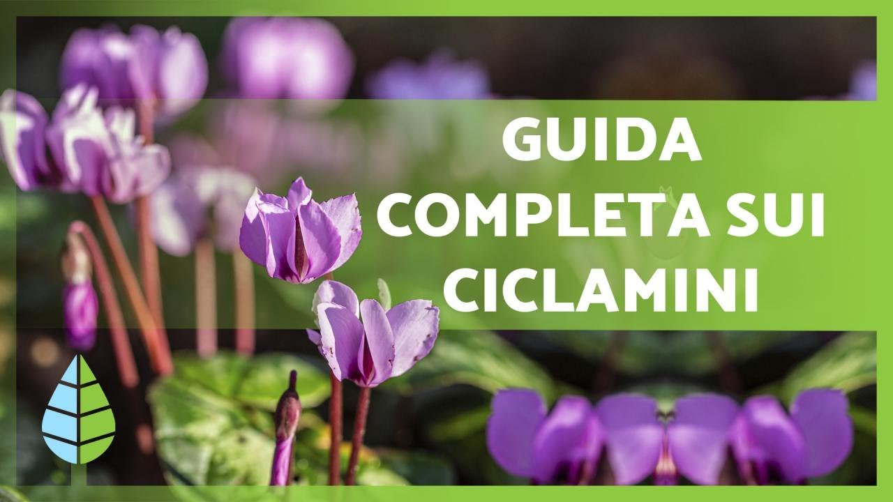 CURA del CICLAMINO 🌸Luce, substrato, fertilizzante e altro! ☀️💦
