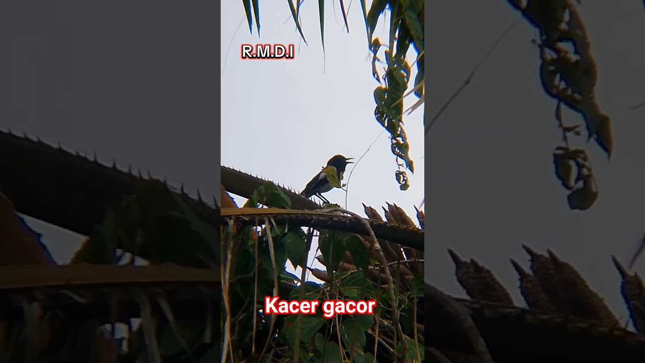 Kacer mania Kacer gacor #kacermania #alamsekitar #birds #burungkicaudialamliar #nature #birdsong