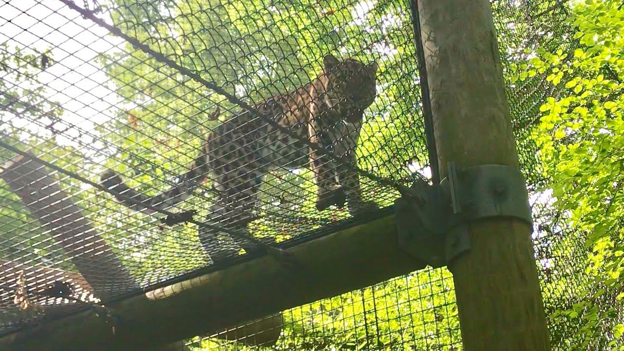 'Zoo View:' Meet Zeke, the Kansas City Zoo's new Amur leopard