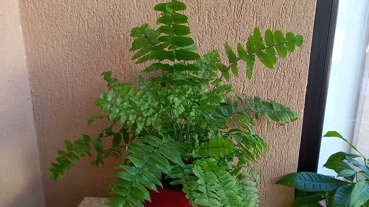 Cele doua Plante care purifica aerul (trebuie sa le aveti)