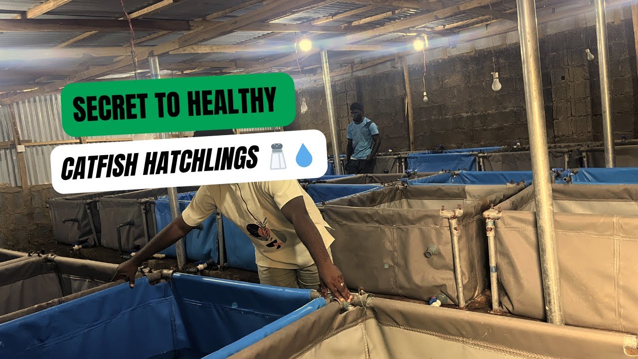 This Simple Step Can Save 80% of Your Catfish Hatchlings Learn Siphoning & Salt Bath Like a Pro