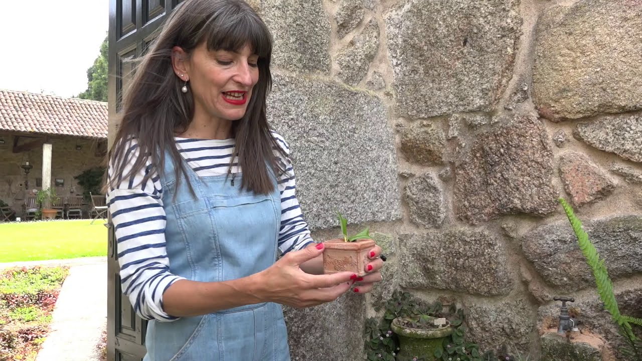 Pazo da saleta, la ruta de la camelia.