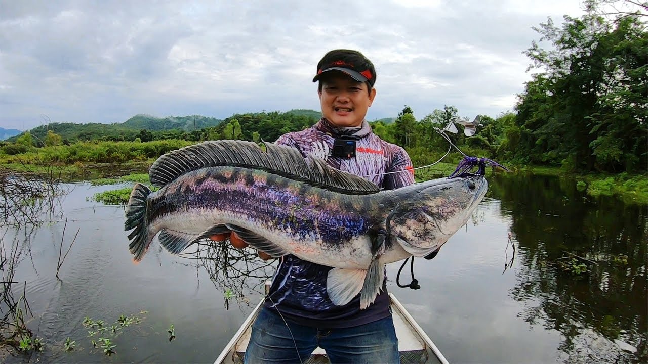 ตกปลาชะโดจิบ ชะโดป่า ชะโดแม่คอก อ่างเก็บน้ำแม่กองค่าย