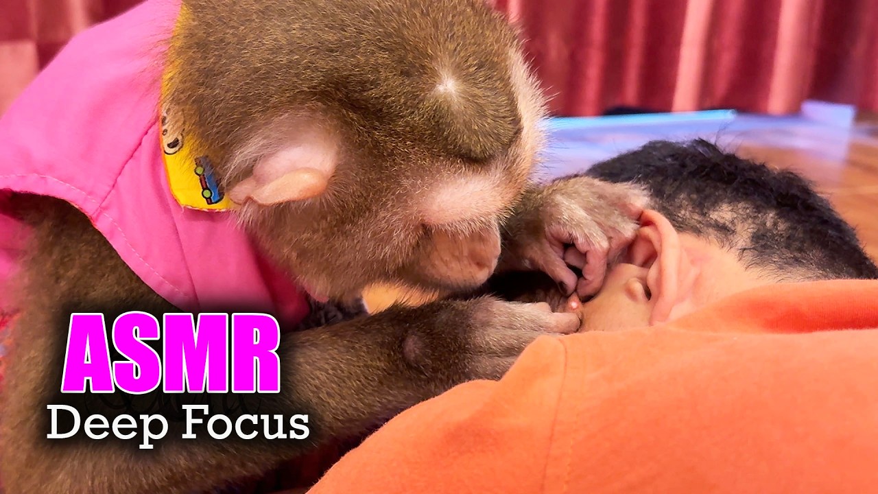 Real Monkey Grooming ASMR | Gentle Ear & Hair Picking (Deep Focus)