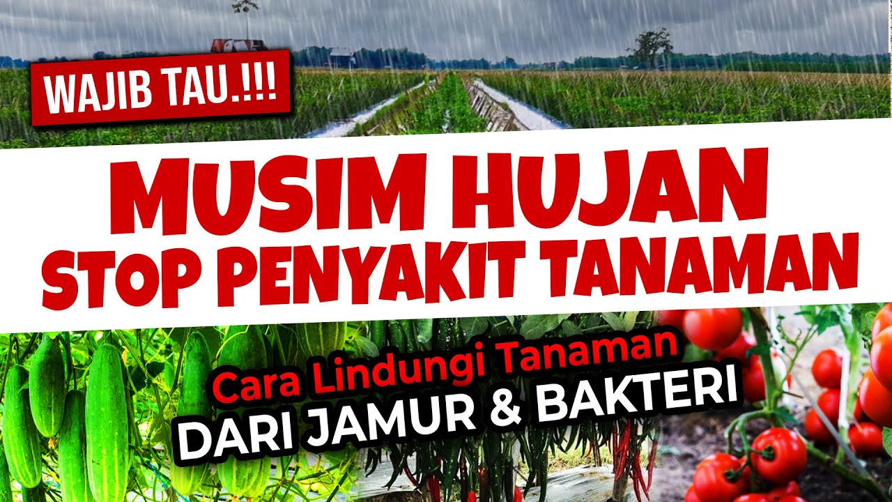 MUSIM HUJAN STOP PENYAKIT TANAMAN.❗❗❗ CARA MELINDUNGI DARI JAMUR DAN BAKTERI | Seri Q&A