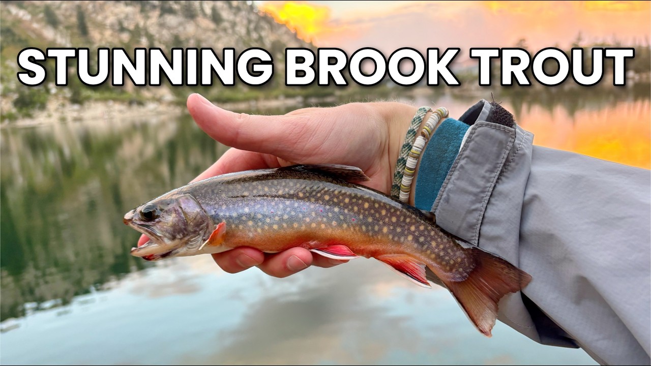 My FAVORITE species!! - Brook Trout in a Mountain Lake