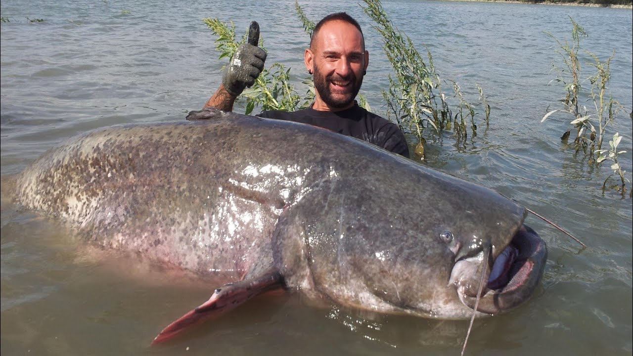 LOOK THE SIZE OF THIS ITALIAN CATFISH - HD by CATFISHING WORLD