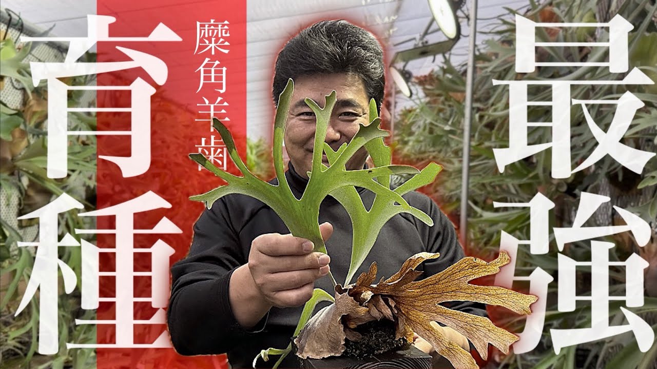 【狂人】育種を究める男のビカクシダ2025【ハリー加藤・座間洋らんセンター】