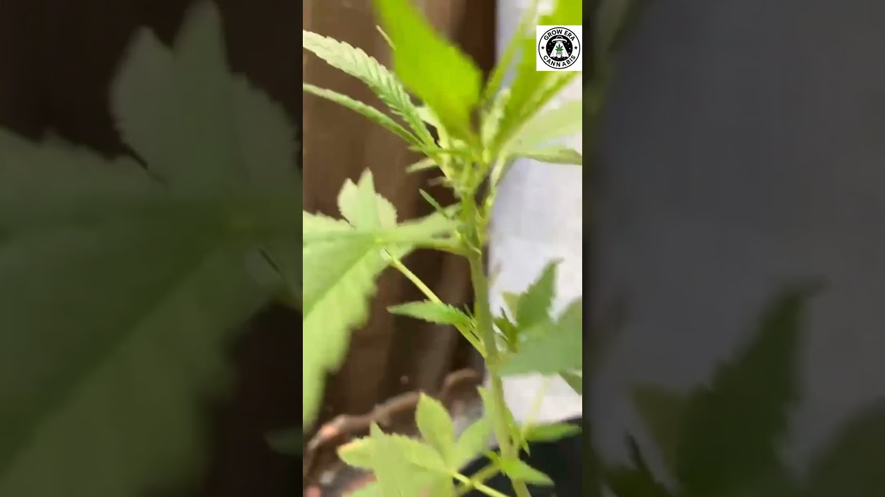 como identificar o sexo da planta? cannabis macho ou f&ecirc;mea?