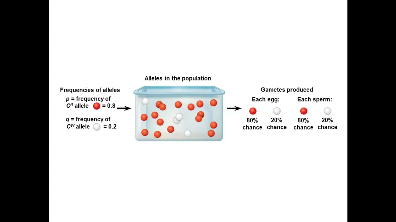 Chapter 23: The Evolution of Populations