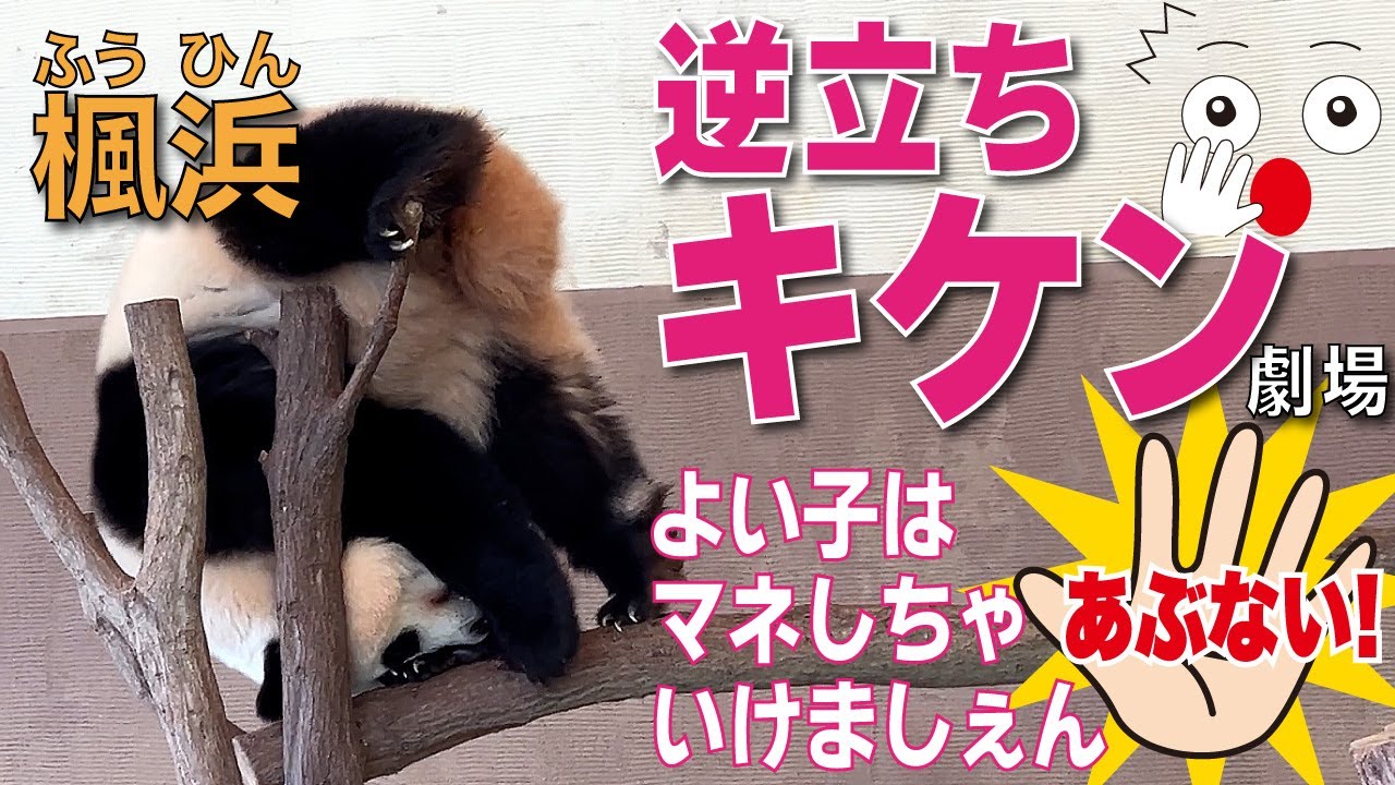 【楓浜（ふうひん）🐼】まさかのそこでの逆立ちがマイブーム？！よい子は絶対マネをしないでくだしゃい☠️