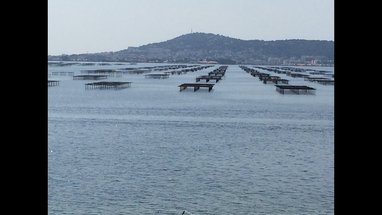 Malaïgue sur l'étang de Thau : 100% des moules tuées, un tiers des huîtres