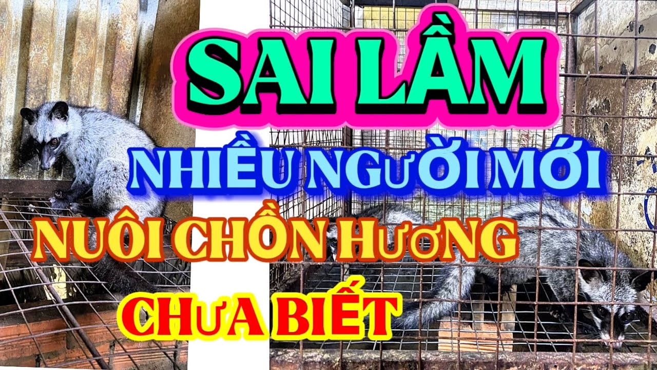 Sai lầm người mới nuôi chồn hương chưa biết, nguyên nhân và cách khắc phục.