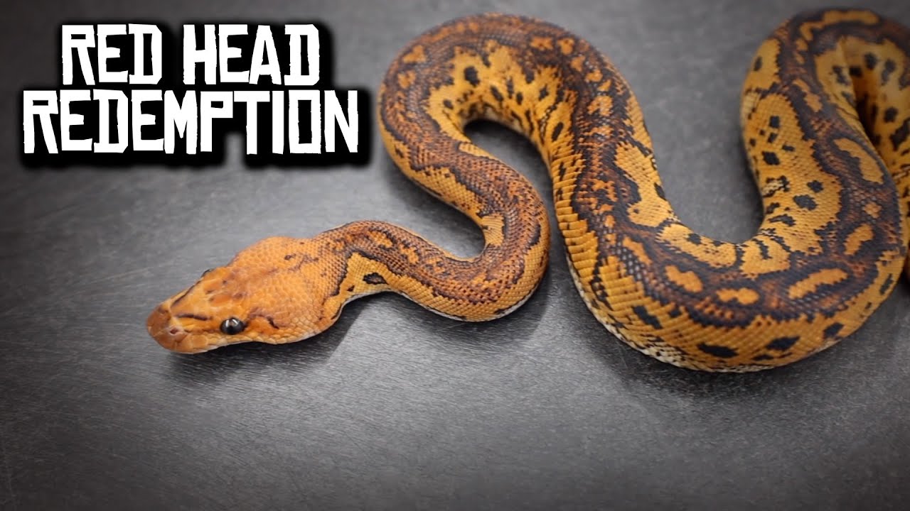 RedHead Clowns - official project introduction! Morphs 101 Special
