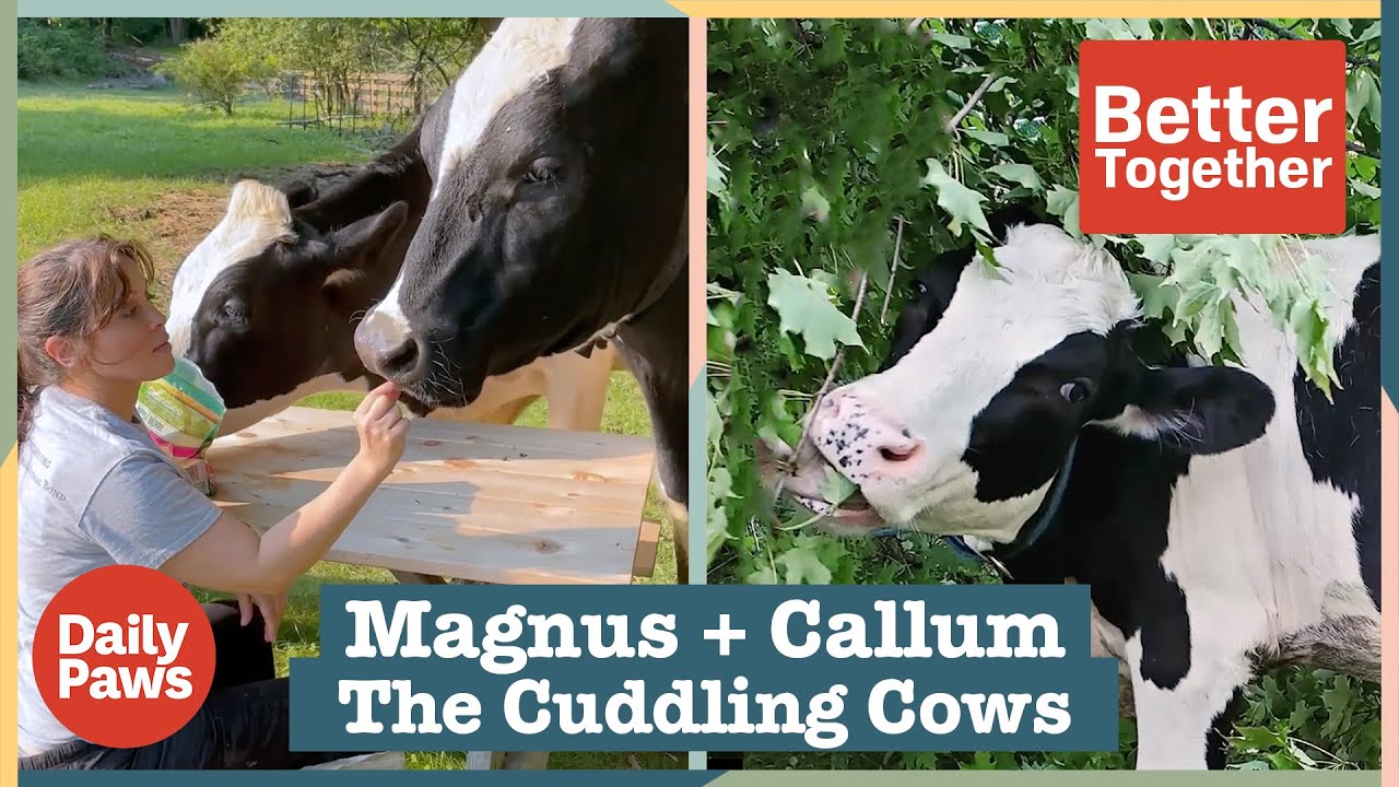 Dr. Katherine Compitus and Her Bulls Specialize in Cow Cuddling | Better Together | Daily Paws