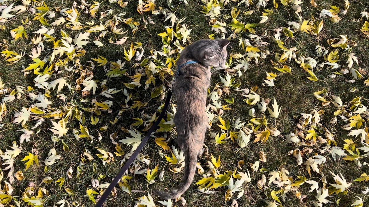 Koala walks through the leaves on a sunny and windy November morning :) 