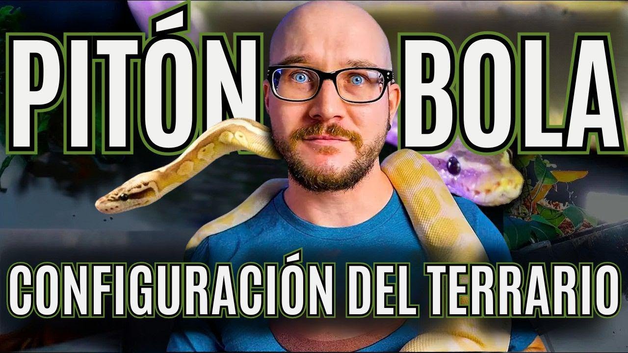 Cómo armar el terrario perfecto para tu pitón bola sin gastar de más