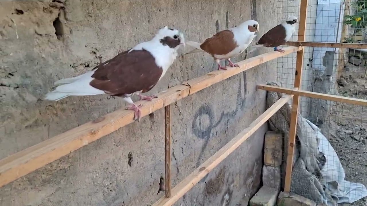 شباب اشترينه طيور بحمر ٣ وبلاج زوج وتك زاجل عسلي وارفلي ابيض فحل 