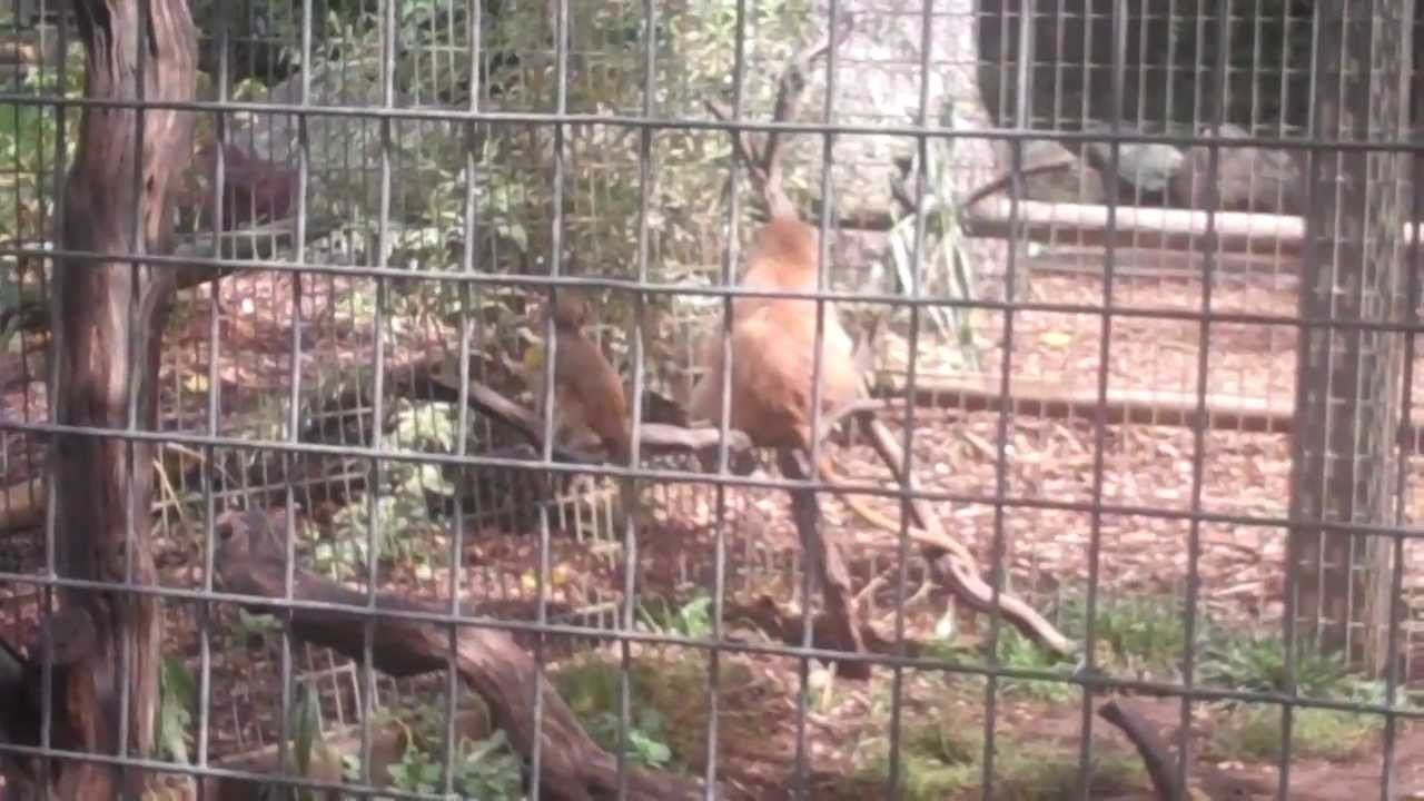 Patas Monkey