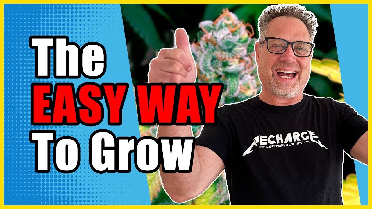 First Time Cannabis Growers Are CRUSHING IT with THESE Three Tips