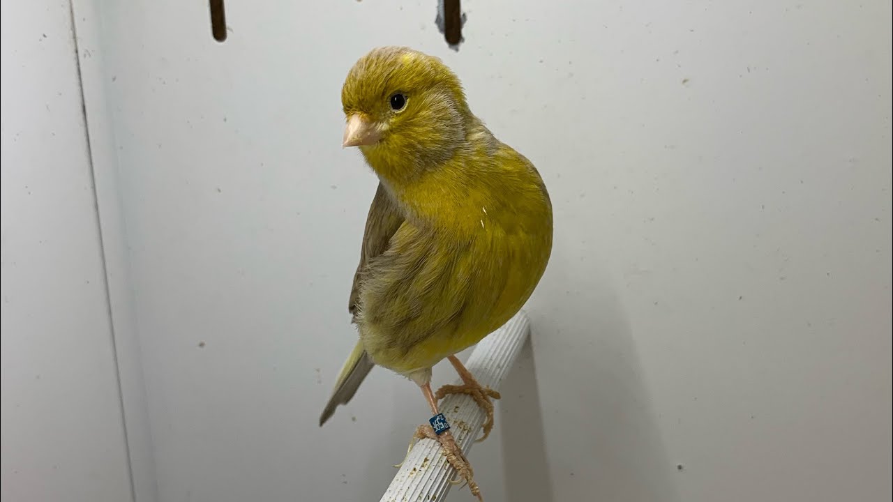 Début reproduction canari 2019