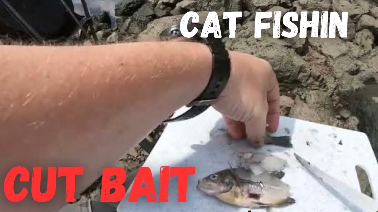 Using Cut Bait for Blue Catfish below Bagnell Dam