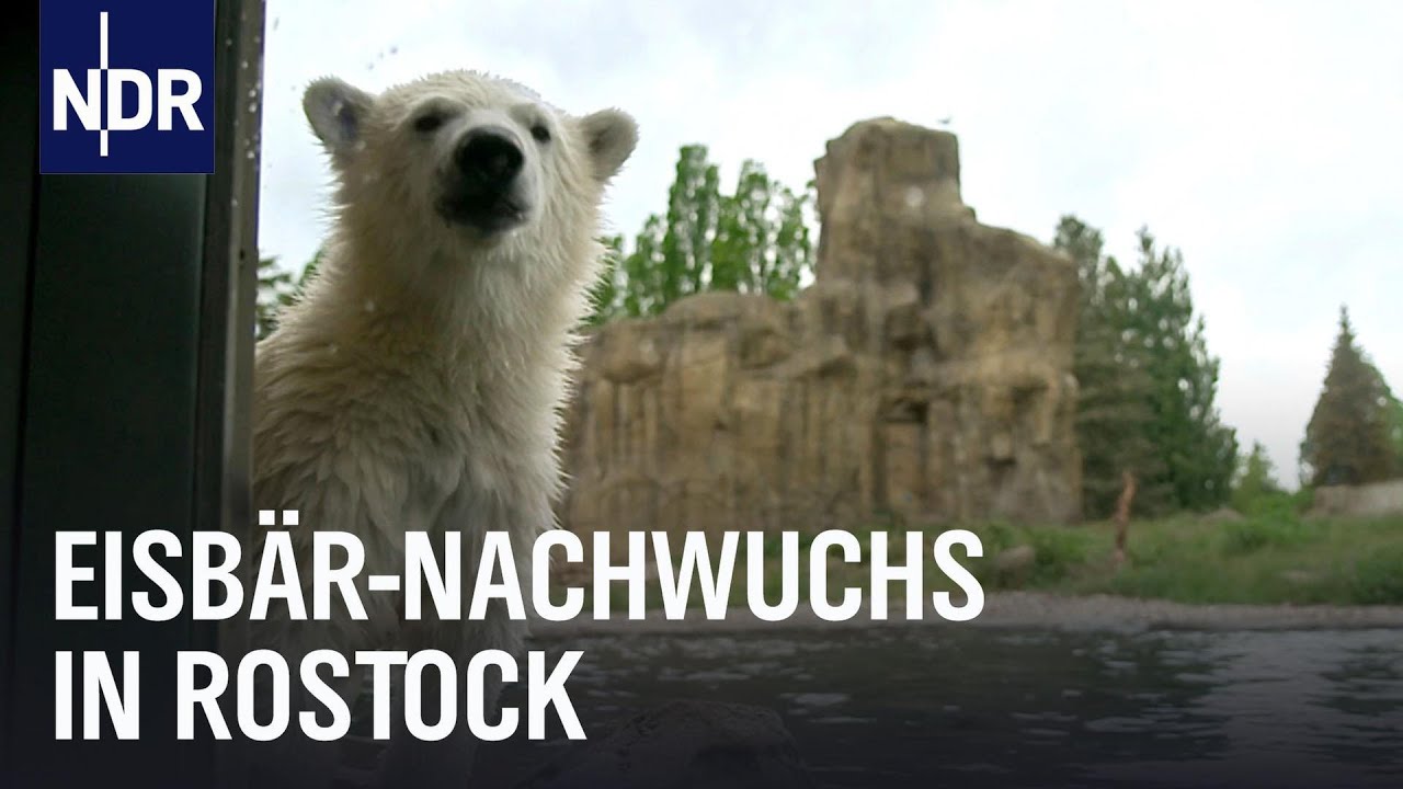Das erste Jahr der Eisbären-Zwillinge | Die Nordreportage | NDR Doku