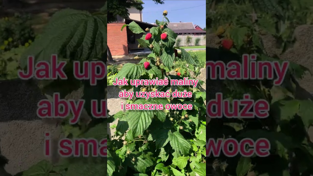 Jak mieć duże maliny - uprawa malin #maliny #uprawamalin #jakuprawiacmaliny