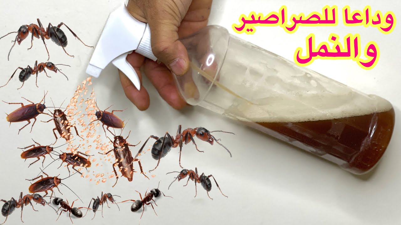 وداعا للصراصير والنمل مع الوصفة المنتظرة الطبيعية