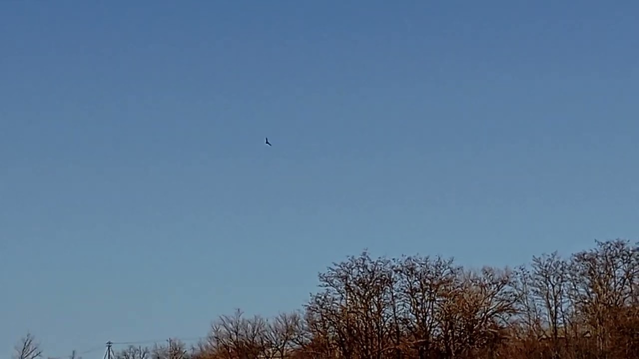 Летучая мышь днём летает над озером 