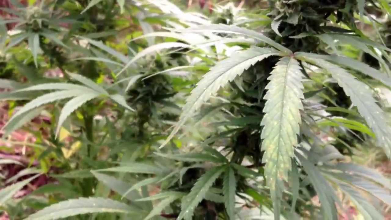 BC early skunk marijuana outdoor Alberta 2013