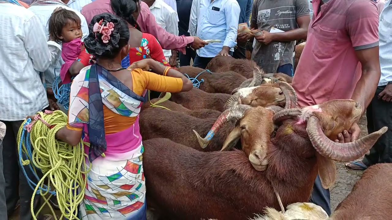 Miryalaguda sheep market video Biggest Sheep's 70kg 🔥మిర్యాలగూడ గొర్రెల మార్కెట్ పెద్ద సైజు గొర్రెలు