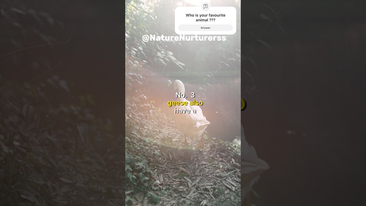 Goose Chronicles 🦢🌾: Unraveling Surprising Tales!