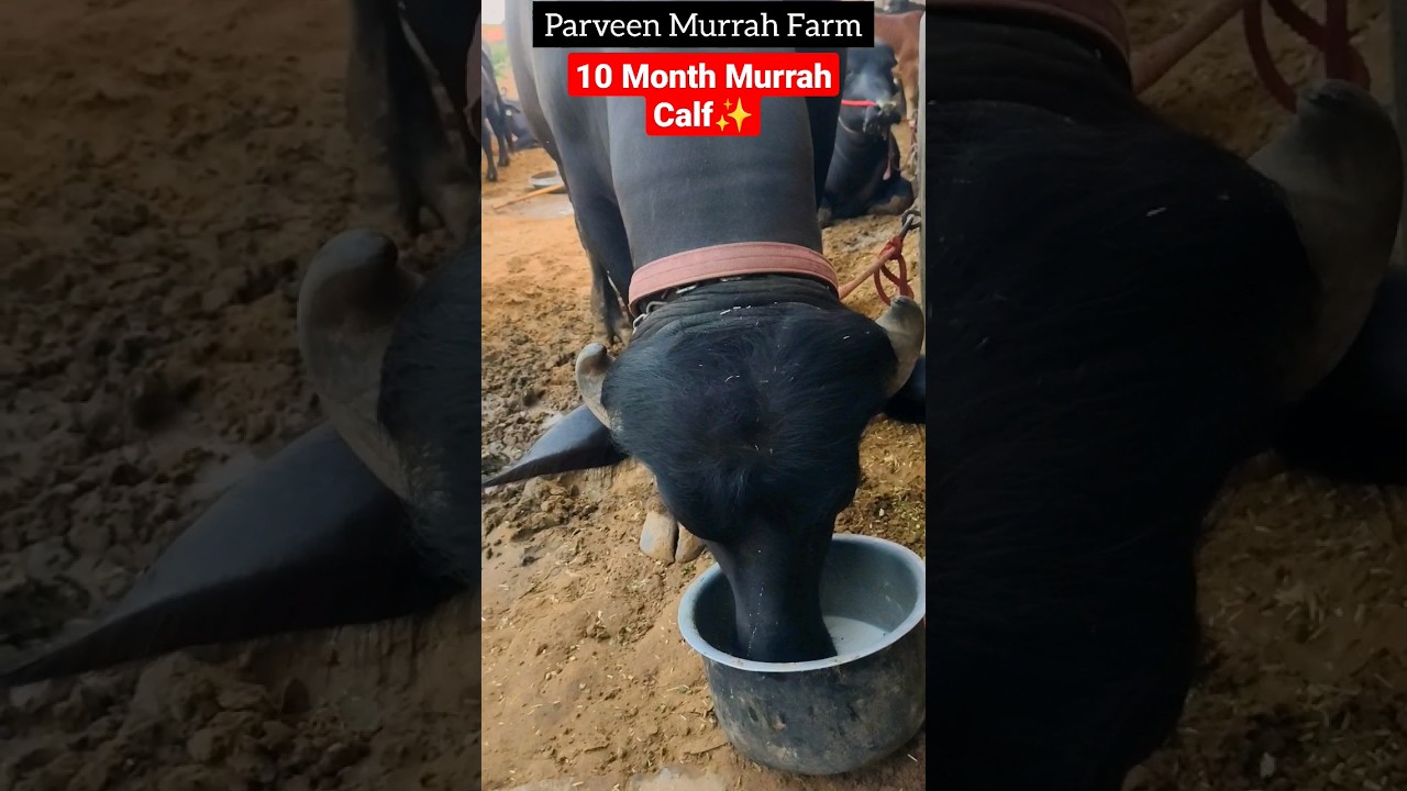 🫠10 महीने का Beautiful Murrah Calf , Top Bloodline, Super Duper , Support My Channel